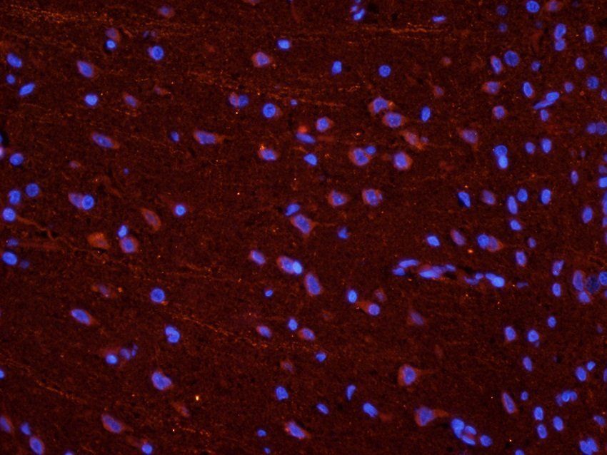 NPY1R Rabbit Polyclonal Antibody