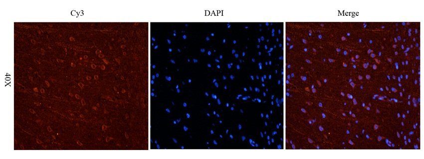 NPY1R Rabbit Polyclonal Antibody