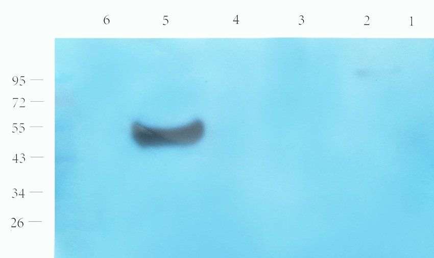 NPY1R Rabbit Polyclonal Antibody