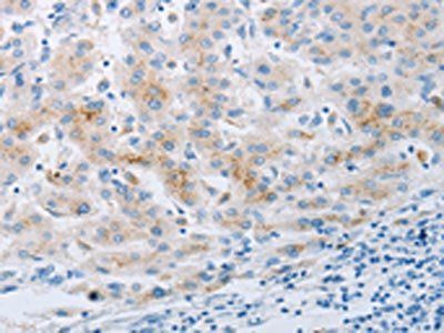 NPY2R Antibody
