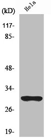 NQO1 Antibody