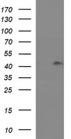 NQO2 Antibody