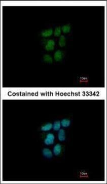 nuclear receptor subfamily 0 group B member 2 Antibody