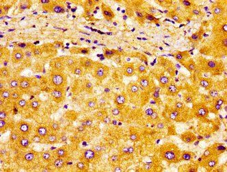 NR2F6 Antibody