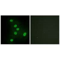 NR2F6 Antibody