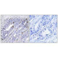NR4A1 Antibody