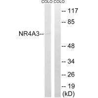 NR4A3 Antibody