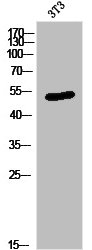 NRF1 Antibody