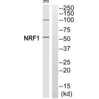 NRF1 Antibody