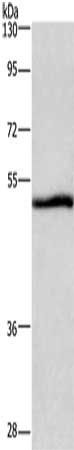 NRG1 Antibody