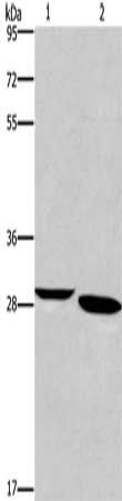 NRG1 Antibody