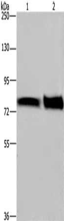 NRG1 Antibody