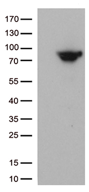 WHSC1L1 Antibody
