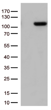 WHSC1L1 Antibody