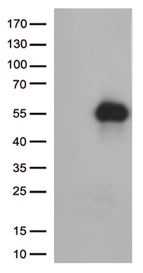 WHSC1L1 Antibody
