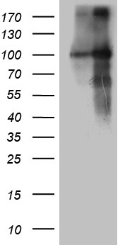 NSD3 Antibody