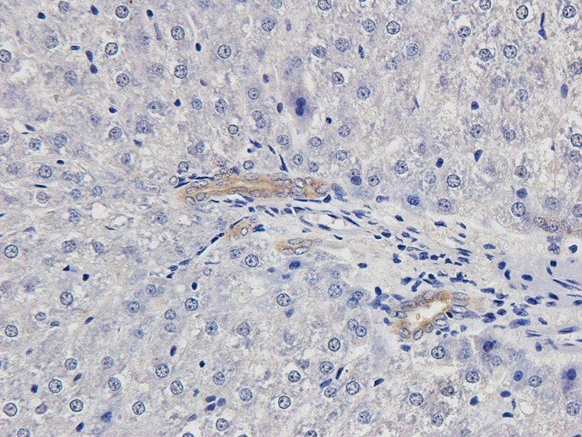 NSF Rabbit Polyclonal Antibody