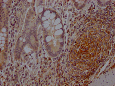 NT5E Antibody