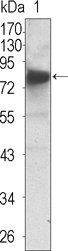 NTRK3 Antibody