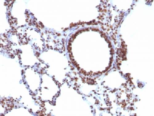 Nuclear Antigen (Pan-Nuclear Marker) Antibody