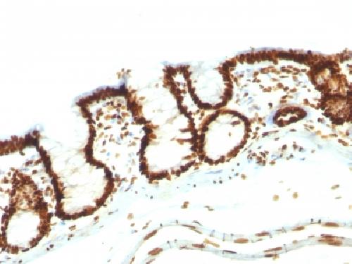 Nuclear Antigen (Pan-Nuclear Marker) Antibody