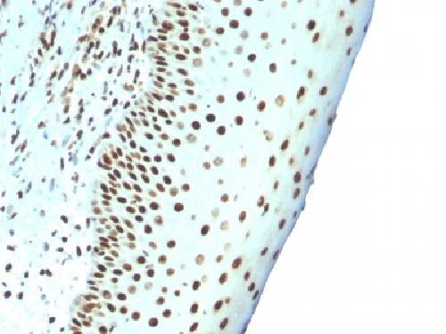 Nuclear Antigen (Pan-Nuclear Marker) Antibody