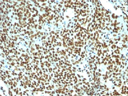 Nuclear Antigen (Pan-Nuclear Marker) Antibody