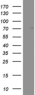 Nuclear Factor 1 Antibody
