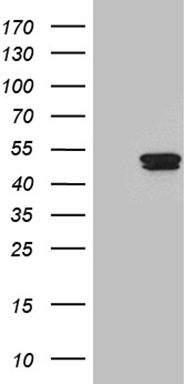Nuclear Factor 1 Antibody
