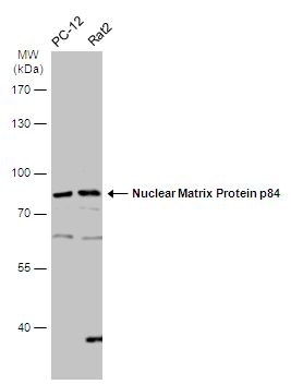 THO complex 1 Antibody