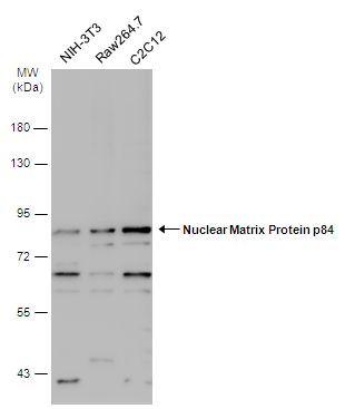 THO complex 1 Antibody