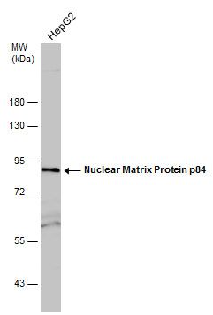 THO complex 1 Antibody