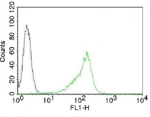 Human Nucleolar Antigen (Marker For Human Cells) Antibody