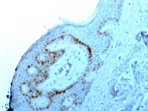 Human Nucleolar Antigen (Marker For Human Cells) Antibody