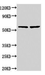 NOP58 Antibody