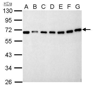 Nucleoporin p62 Rabbit Polyclonal Antibody