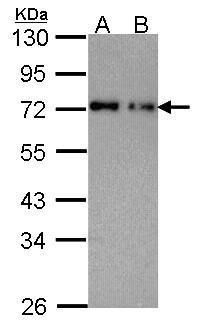 Nucleoporin p62 Rabbit Polyclonal Antibody