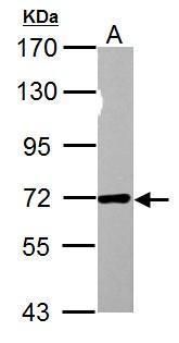 Nucleoporin p62 Rabbit Polyclonal Antibody