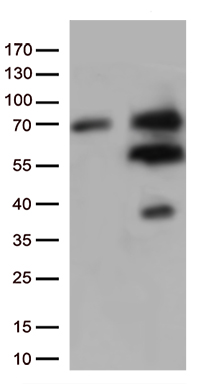 Nucleostemin Antibody
