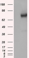 Nucleostemin Antibody