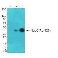 NUDC Antibody