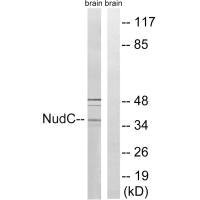 NUDC Antibody
