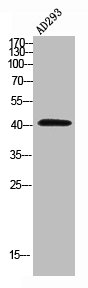 NUDC Antibody
