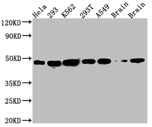 NUDC Antibody