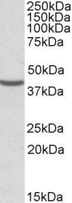 NUDC Antibody