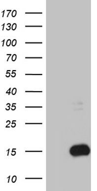 NUDT10 Antibody