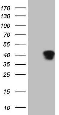 NUDT10 Antibody