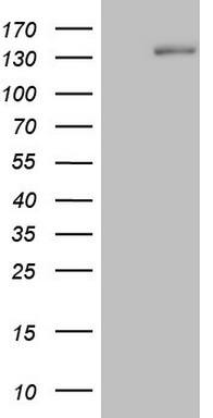 NUDT10 Antibody