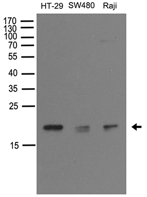 NUDT15 Antibody