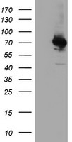 NUDT6 Antibody